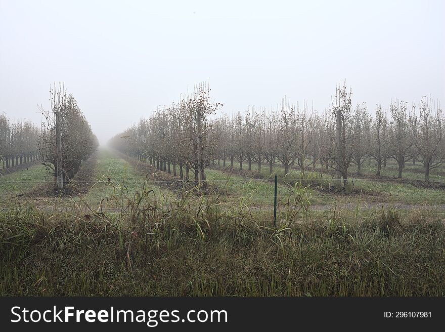 Orchard on a foggy day in the italian countryside