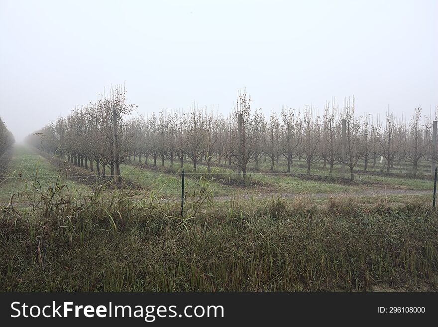 Orchard on a foggy day in the italian countryside