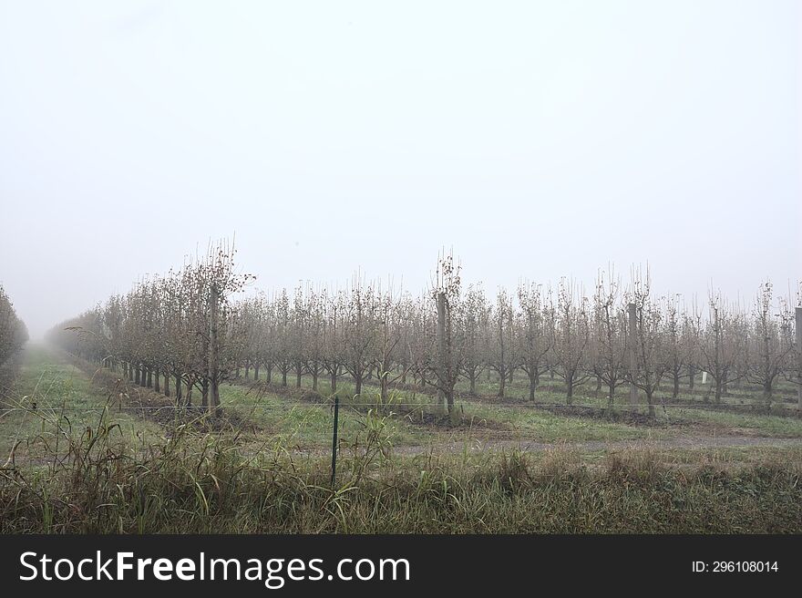 Orchard on a foggy day in the italian countryside