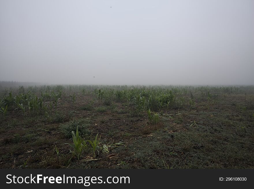 Grass field on a foggy day in the italian countryside