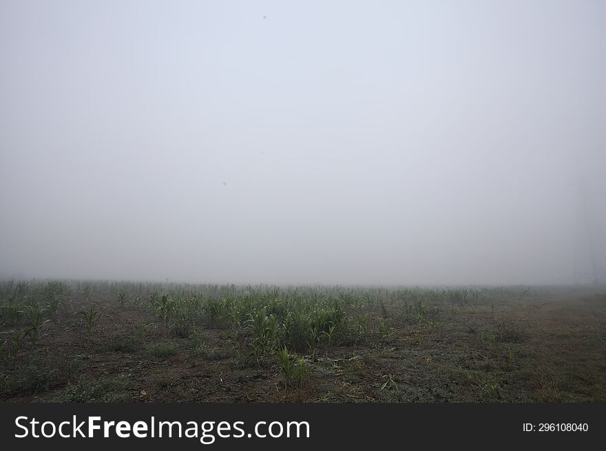 Grass field on a foggy day in the italian countryside