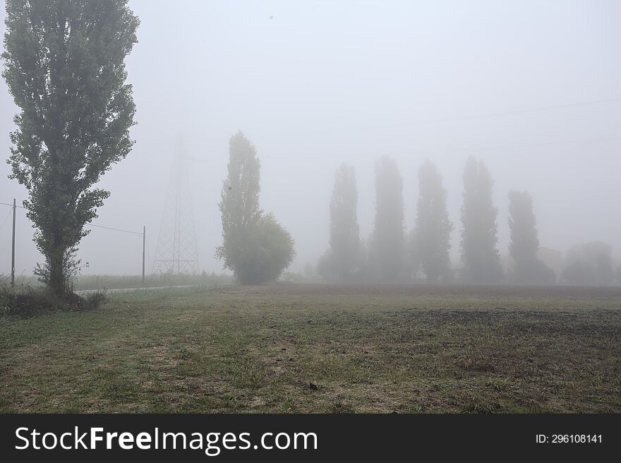 Road next to fields with trees at its edge on a foggy day in the italian countryside