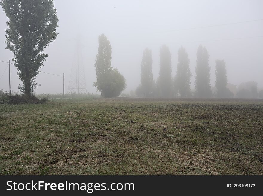 Road next to fields with trees at its edge on a foggy day in the italian countryside