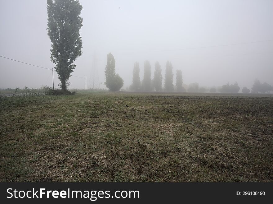 Road next to fields with trees at its edge on a foggy day in the italian countryside