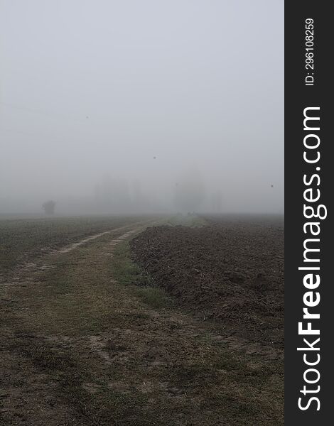 Path in the fields with trees in the distance on a foggy day in the italian countryside