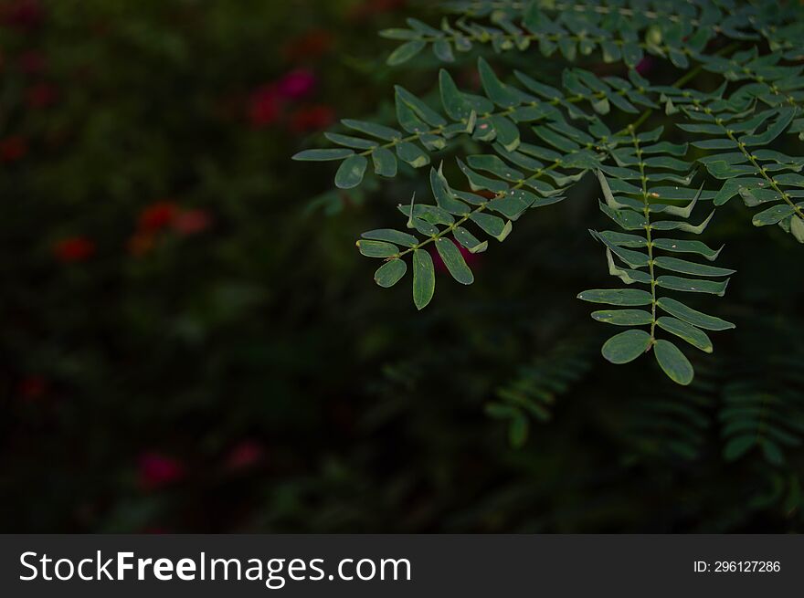 shot on petai tree leaves