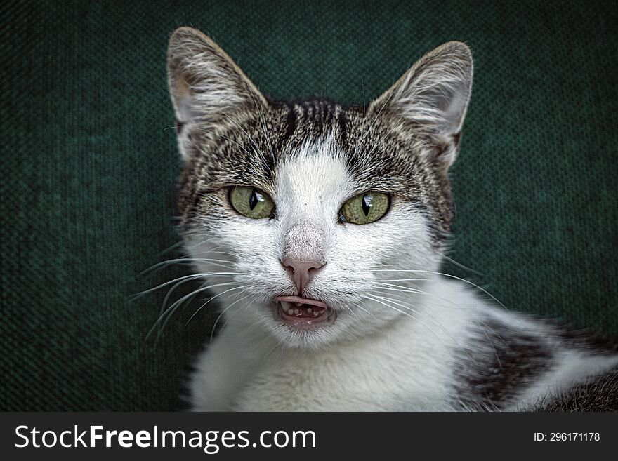 My Cat Showing Its Teeth