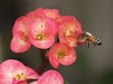 Bee Flying Towards Ixora Flower Royalty Free Stock Photos