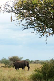 African Elephant Under Sausage Tree Royalty Free Stock Photos African Elephant Under Sausage Tree Royalty Free Stock Photos