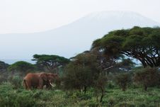 African Elephants And Kilimanjaro Mountain Royalty Free Stock Images African Elephants And Kilimanjaro Mountain Royalty Free Stock Images