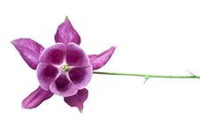 Aquilegia Royalty Free Stock Photos Aquilegia Royalty Free Stock Photos