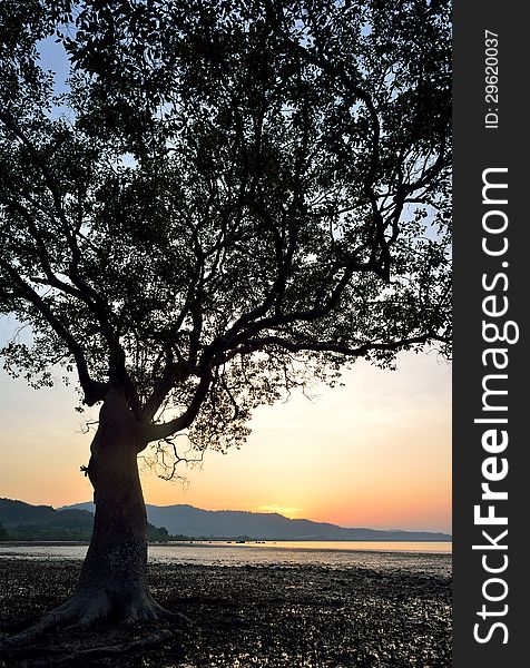 Silhouette Of Tree Sunset