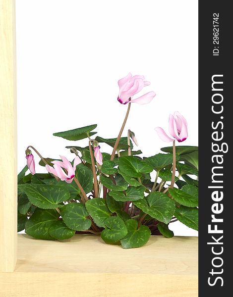Pink cyclamen and wooden frame, isolated on white background