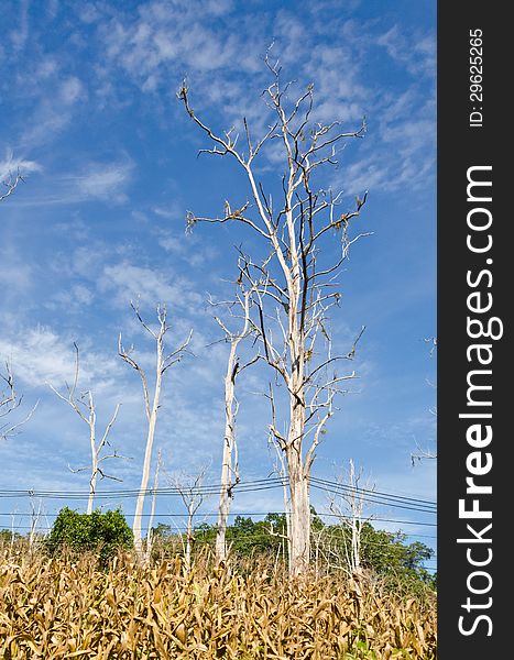 Pine trees die from drought. In the middle of corn fields. Pine trees die from drought. In the middle of corn fields.