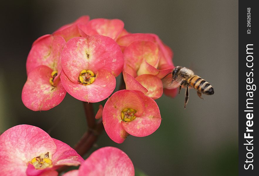 Black and yellow bee flying towards pink and yellow ixora flowers. Black and yellow bee flying towards pink and yellow ixora flowers