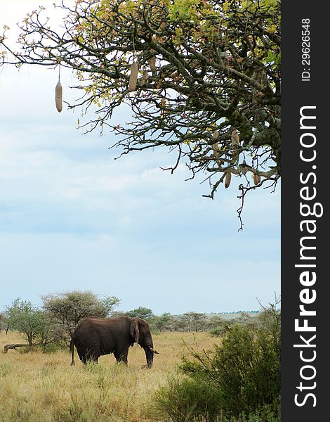 African Elephant Under Sausage Tree