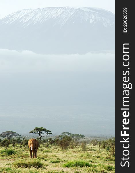 Elephant with Kilimanjaro mountain in the background in Amboseli, Kenya. Elephant with Kilimanjaro mountain in the background in Amboseli, Kenya