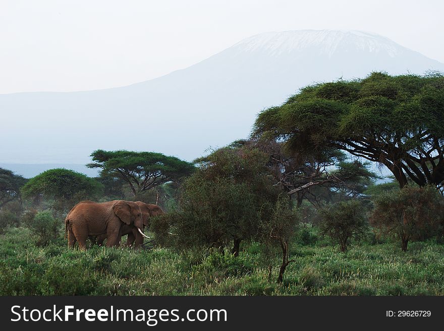 Elephants with Kilimanjaro mountain in the background in Amboseli, Kenya. Elephants with Kilimanjaro mountain in the background in Amboseli, Kenya