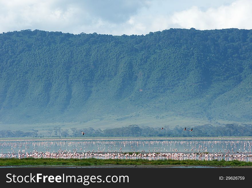 Flamingos in Ngorongoro crater