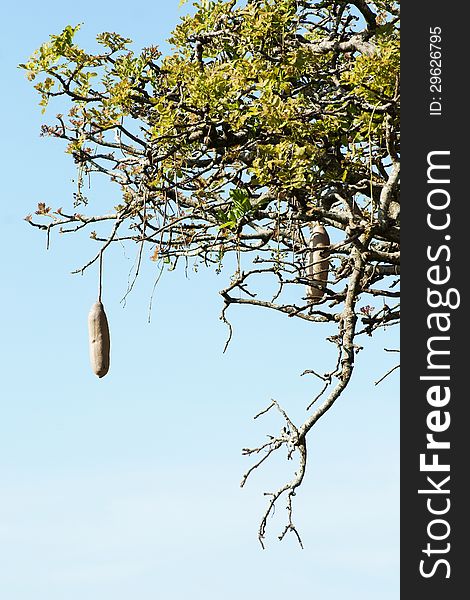 Detail of a sausage tree (Kigelia) in Africa. Detail of a sausage tree (Kigelia) in Africa