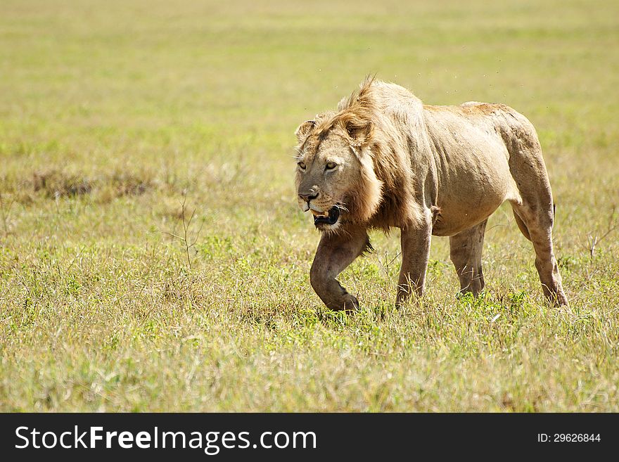 Lion walking in savannah looking for prey in Ngorongoro Crater, Tanzania. Lion walking in savannah looking for prey in Ngorongoro Crater, Tanzania