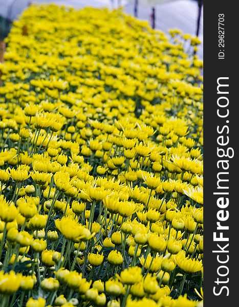 Chrysanthemum farm on Doi Inthanon mountain in Chiang Mai, Thailand. Chrysanthemum farm on Doi Inthanon mountain in Chiang Mai, Thailand.