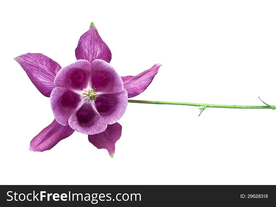 Aquilegia flower isolated on white background