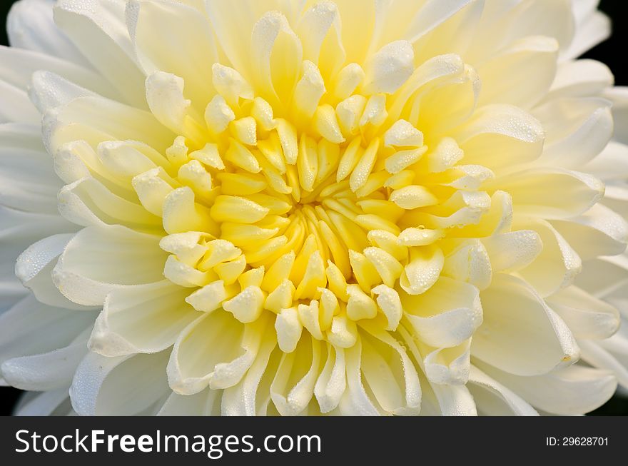 White Chrysanthemum Close Up