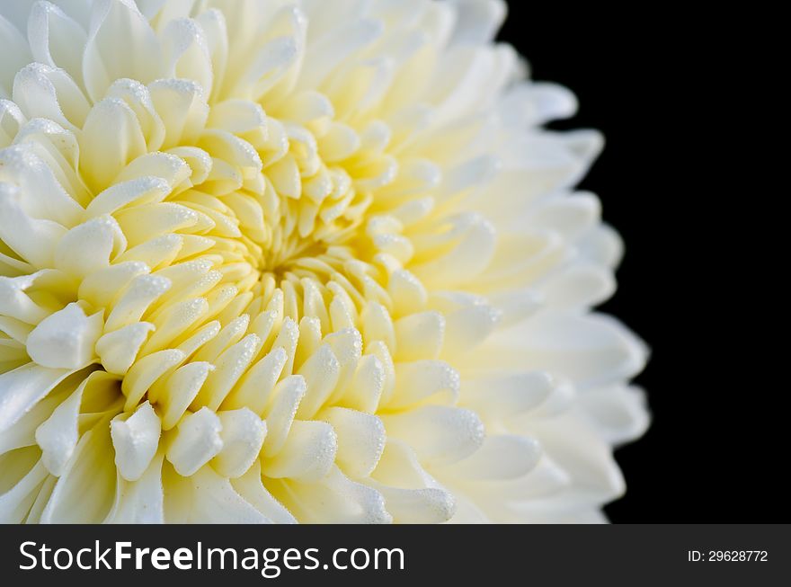 White chrysanthemum close up, fresh wet with morning dew