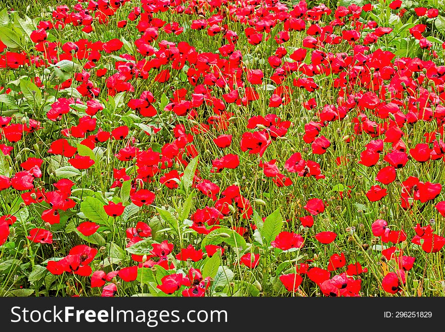 papaver - poppy field in Israel. papaver - poppy field in Israel