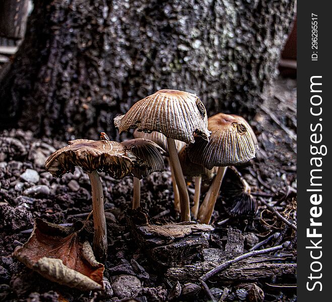 The Autumn Mushrooms Appeared Near The Tree Trunk