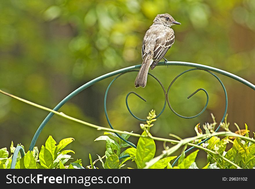 A Pee Wee Bird sits on an iron chair. A Pee Wee Bird sits on an iron chair.