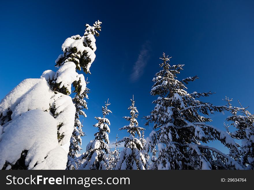 Snowy trees in the mountains