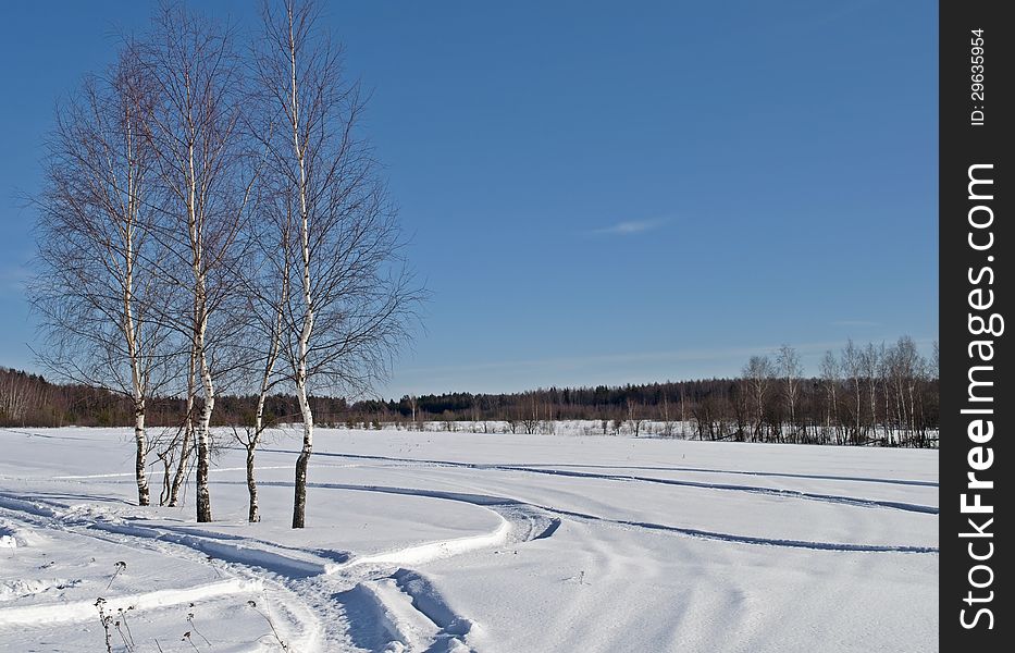Birch trees and snowy field on the village outskirts. Birch trees and snowy field on the village outskirts