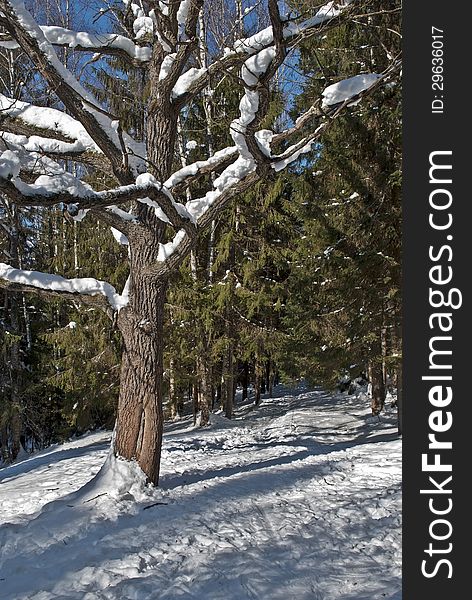 Snow-covered oak in forest, winter sunny day. Snow-covered oak in forest, winter sunny day