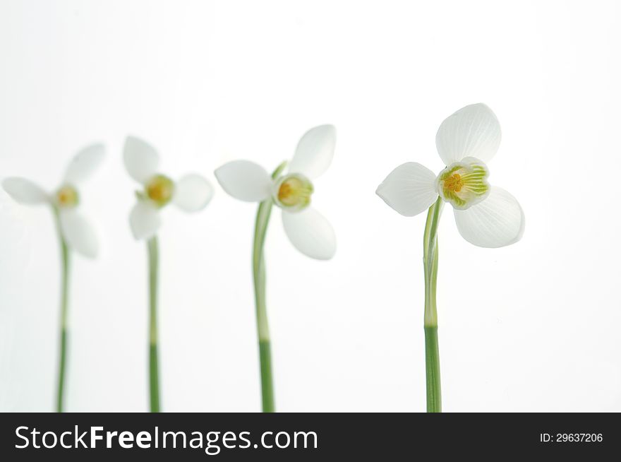 Snowdrops on white background