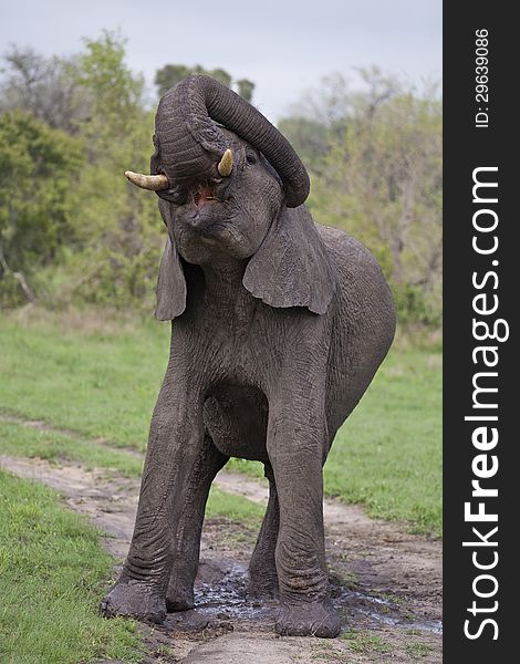 Elephant bull playing in mud and cleaning ear with trunk. Elephant bull playing in mud and cleaning ear with trunk