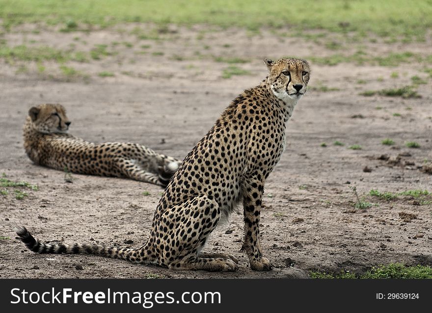 Cheetah pair at rest, one lying down and the other sitting up