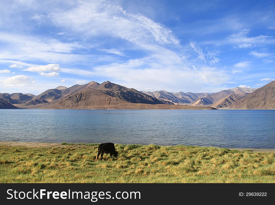 Pangong lake (Pangong Tso) is an endorheic lake in the Himalayas situated at a height of about 4,350 m (14,270 ft). It is 134 km (83 mi) long and extends from India to Tibet. Pangong lake (Pangong Tso) is an endorheic lake in the Himalayas situated at a height of about 4,350 m (14,270 ft). It is 134 km (83 mi) long and extends from India to Tibet.