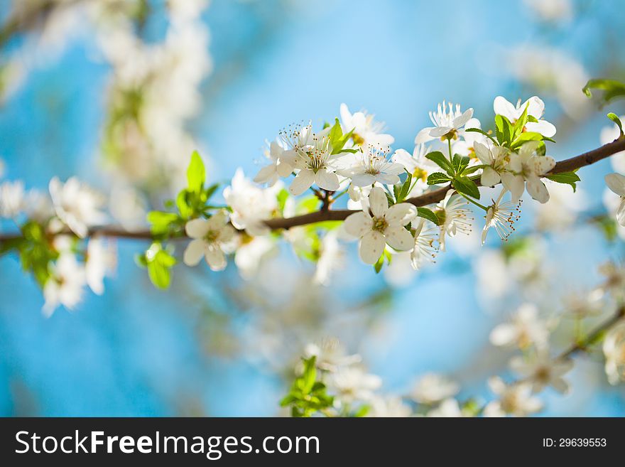Flowering branches of apple on a background of blue sky. Flowering branches of apple on a background of blue sky