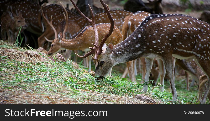 Many spotted deers eating the grass