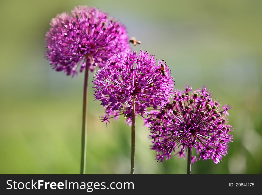 Allium Flowers