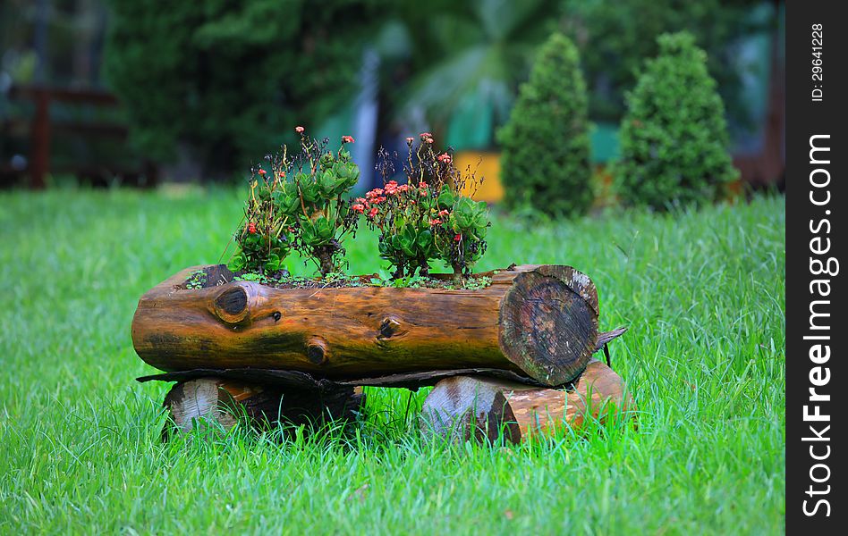 Flowering plants on a wood log. Flowering plants on a wood log