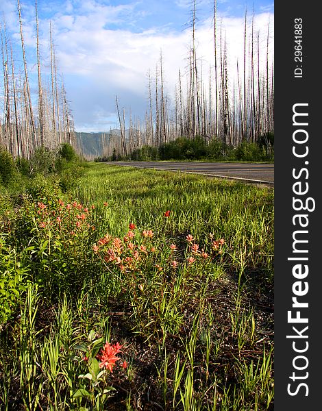 Burnt trees and wild flowers in rocky mountains of Montana. Burnt trees and wild flowers in rocky mountains of Montana