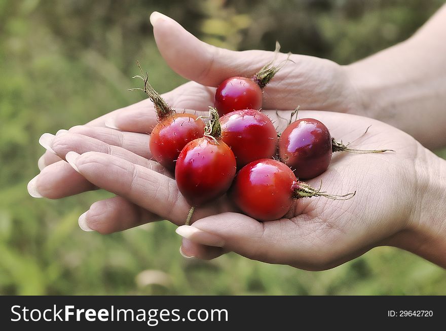 Cranberry rose hip forest berries. Cranberry rose hip forest berries