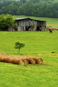 Hay Bales Stand Near An Old Barn And Cattle. Stock Images Hay Bales Stand Near An Old Barn And Cattle. Stock Images