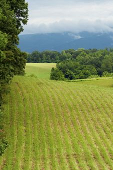 A Green Field Of Rows, Ridges, And Fog. Stock Photos A Green Field Of Rows, Ridges, And Fog. Stock Photos