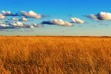 Field Of Wild Grass At Sunset Royalty Free Stock Images Field Of Wild Grass At Sunset Royalty Free Stock Images