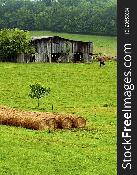 Hay Bales Stand Near An Old Barn And Cattle.