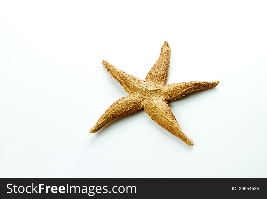 Starfish